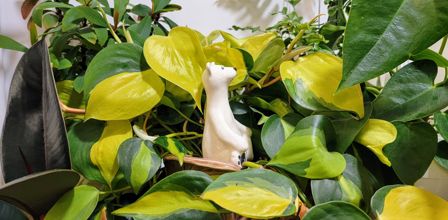 Polar Bear Plant Watering Spike