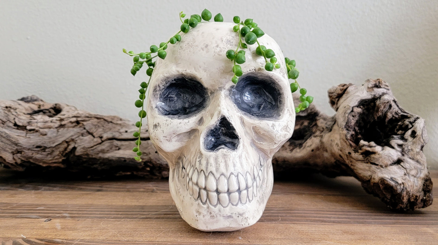 Skull Planter