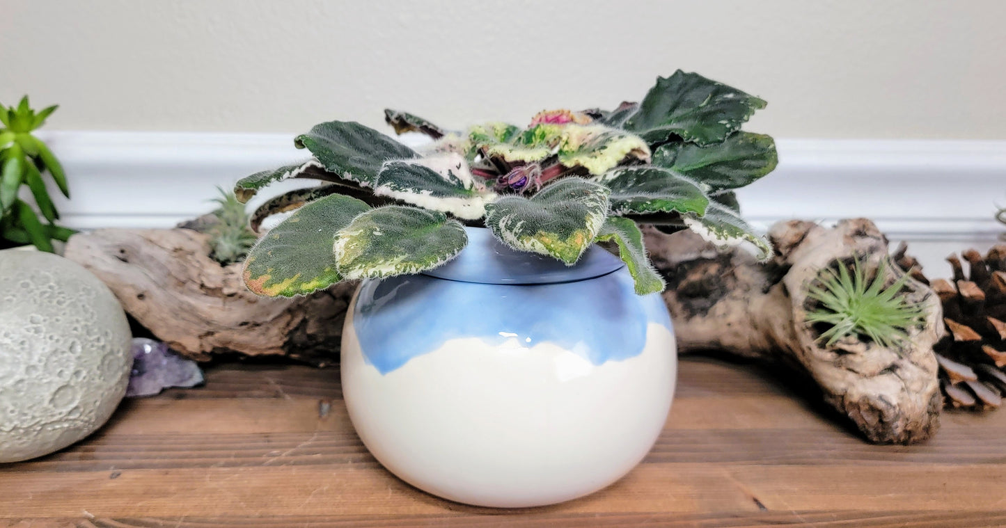 Small Round Self Watering / African Violet Pot