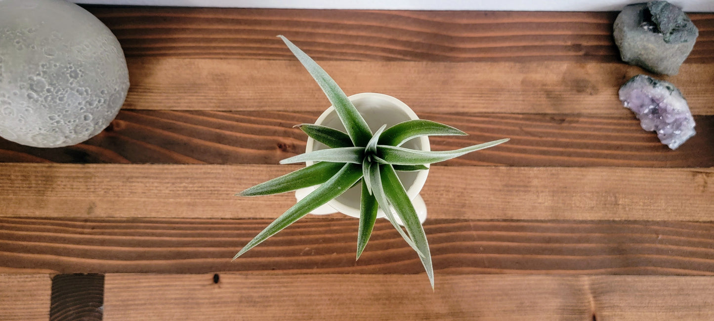 Yogi Airhead Plant Holder