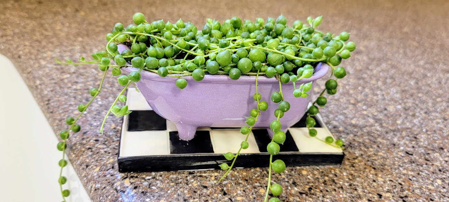 Small Bathtub Planter with Tile Floor Water Catch