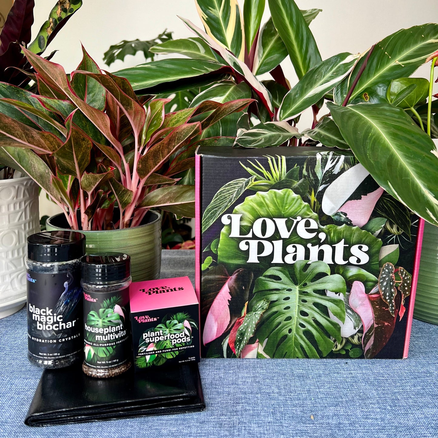 Houseplant Repotting Kit by Love, Plants