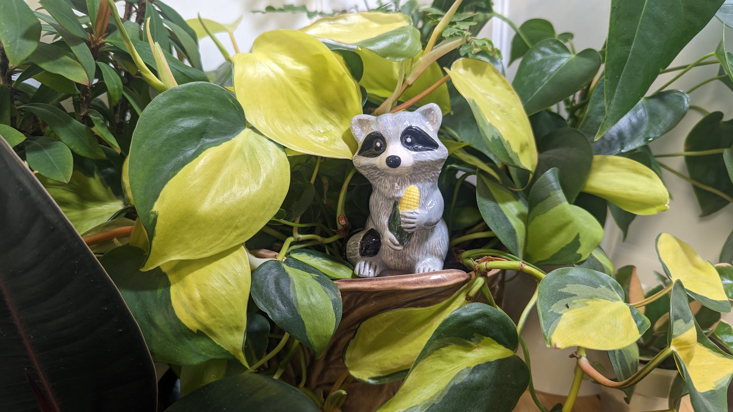 Raccoon Watering Spike