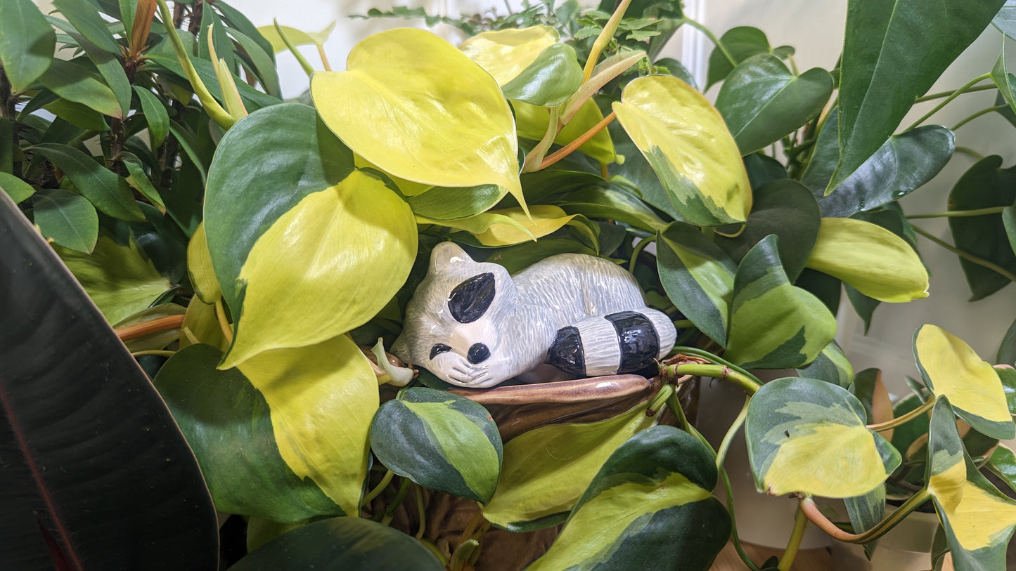 Raccoon Watering Spike