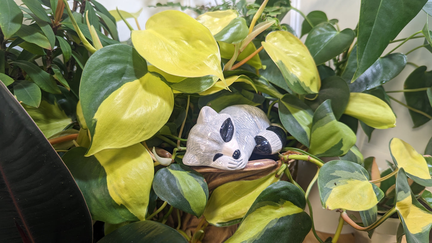 Raccoon Watering Spike