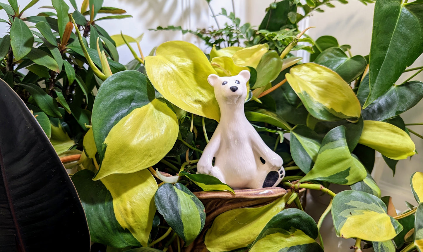 Polar Bear Plant Watering Spike