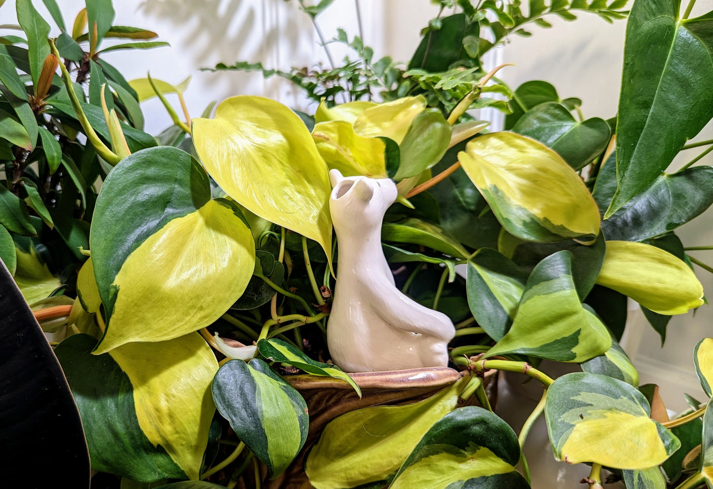 Polar Bear Plant Watering Spike
