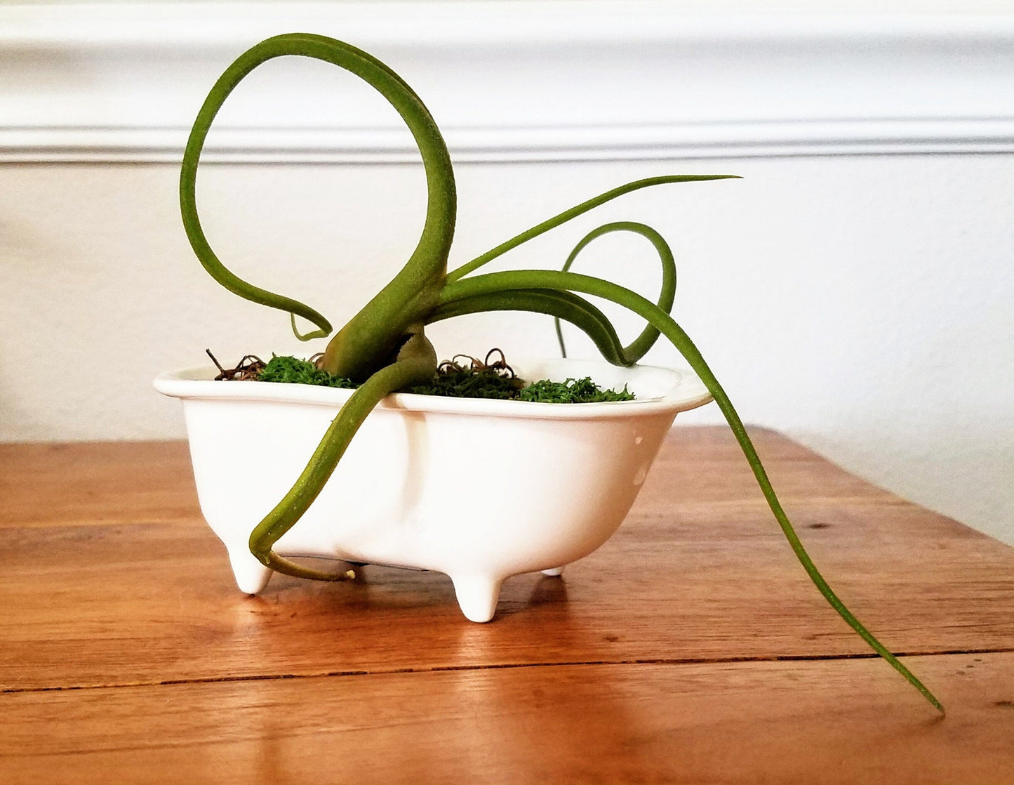 Small Bathtub Planter with Tile Floor Water Catch