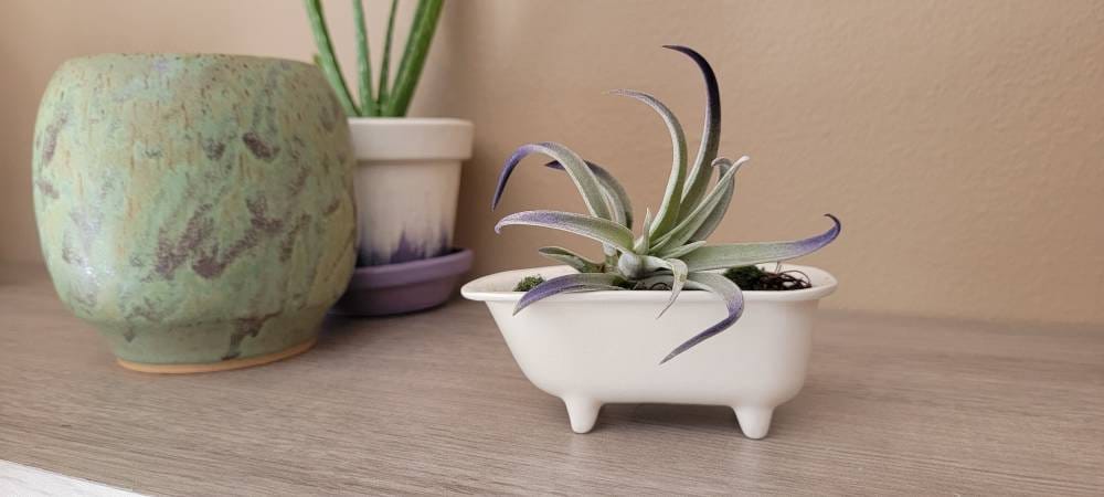 Small Bathtub Planter with Tile Floor Water Catch
