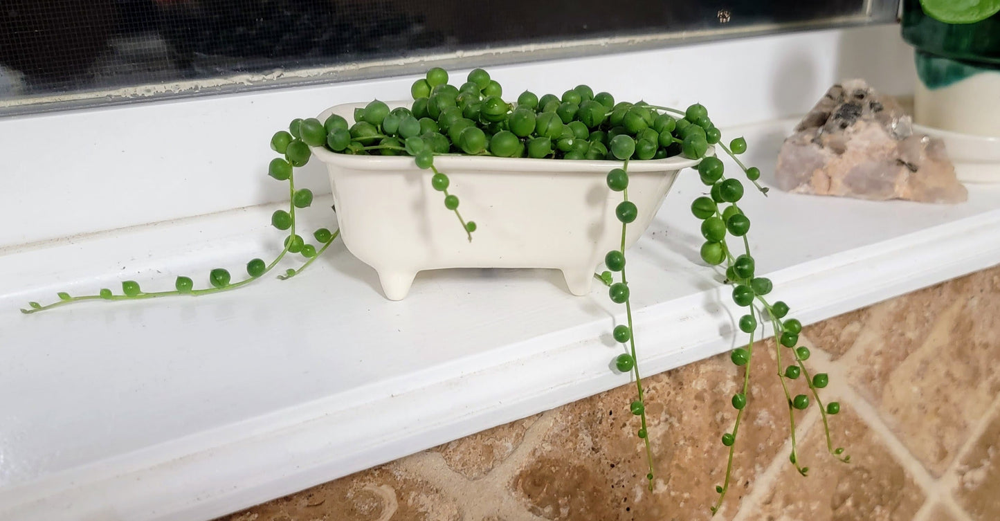 Small Bathtub Planter with Tile Floor Water Catch