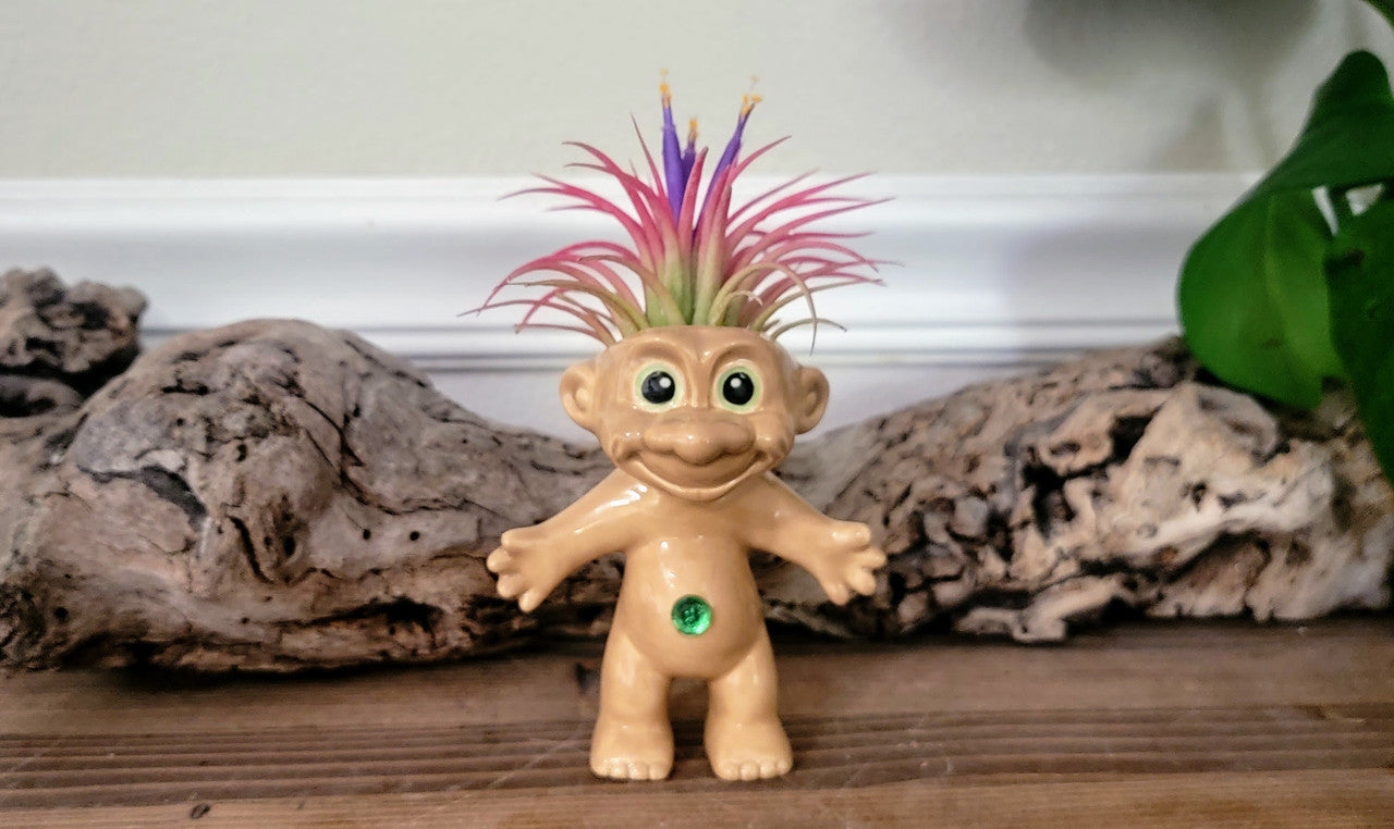 Treasure Troll Air Plant Holder