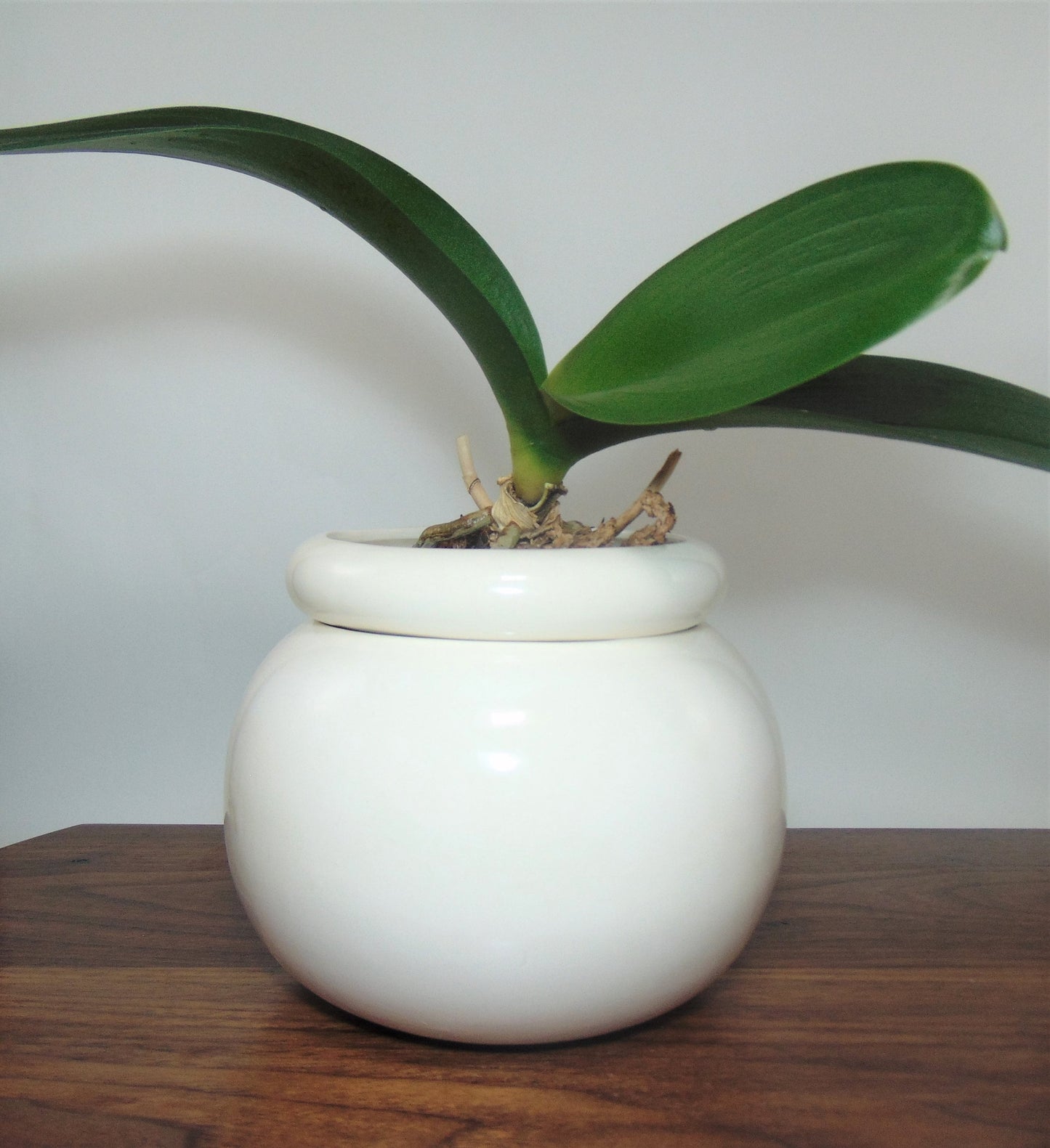 Medium Round Self Watering / African Violet Pot