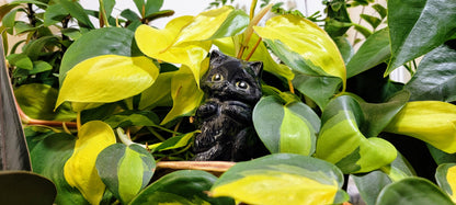 Fluffy Kitten Watering Spike