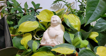 Buddha Watering Spike