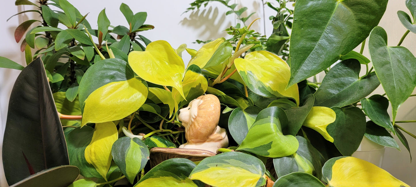 Lion Plant Watering Spike