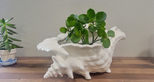 Conch Seashell Ceramic Planter