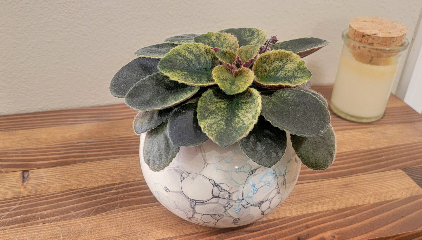 Medium Round Self Watering / African Violet Pot