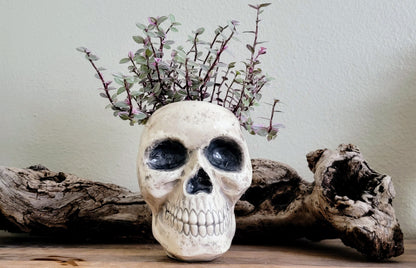 Skull Planter Pot