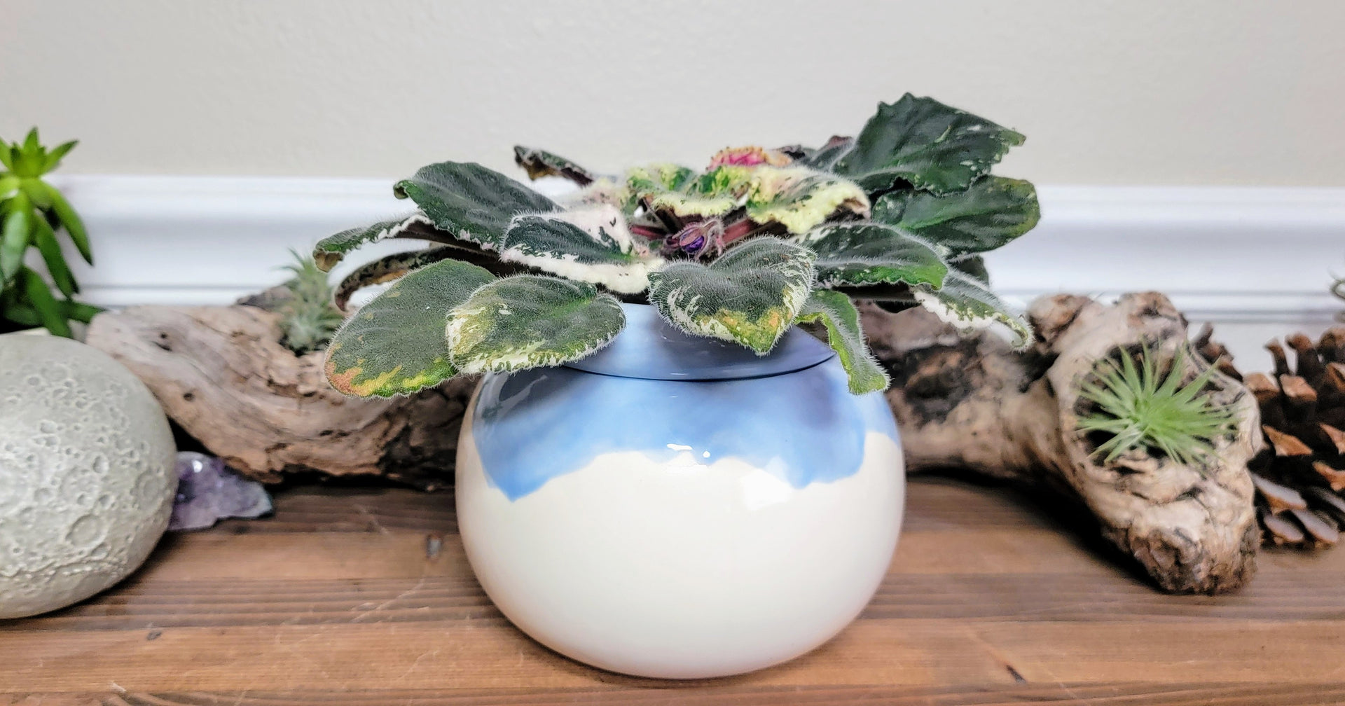 self watering african violet planter Small Round Self Watering Pot / African Violet Planter