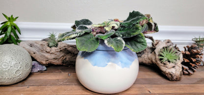 Medium Round Self Watering / African Violet Pot