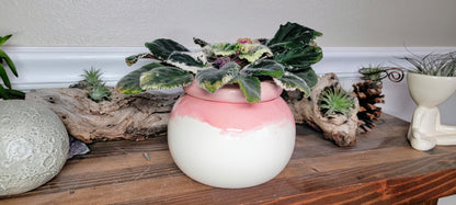 violet plant pots Medium Round Self Watering / African Violet Pot – Mountain Mudworks