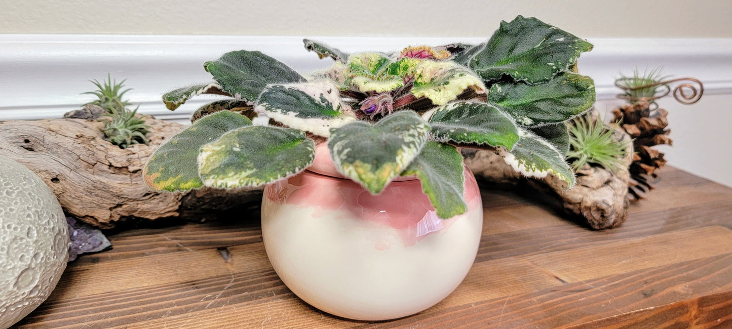 Small Round Self Watering / African Violet Pot