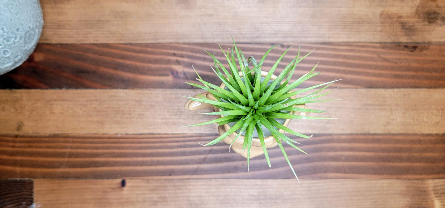 Treasure Troll Air Plant Holder