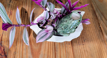 self watering frog planter Frog Watering Spike - Premium Ceramic