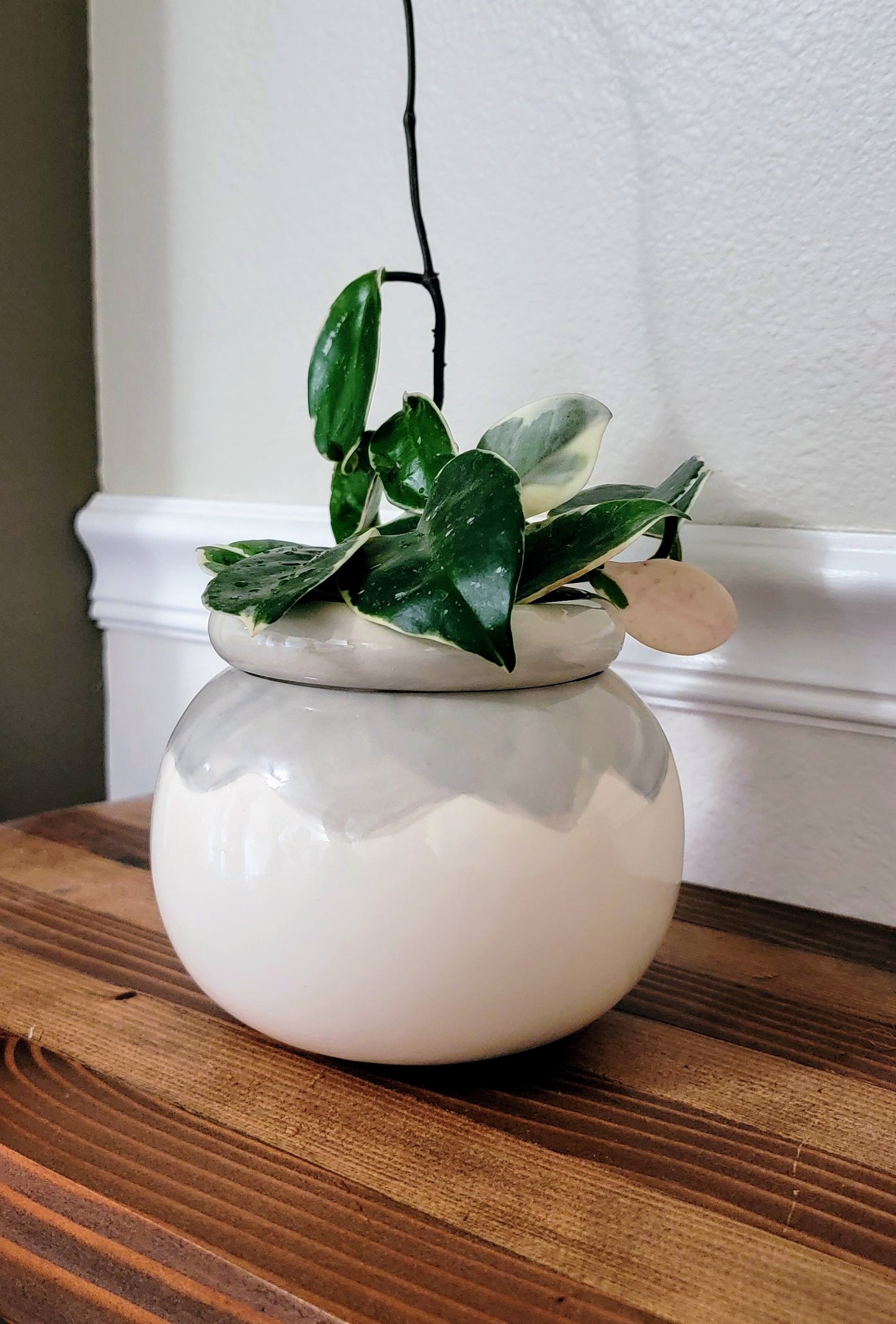 Medium Round Self Watering / African Violet Pot