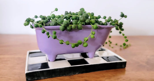 Small Bathtub Planter with Tile Floor Water Catch