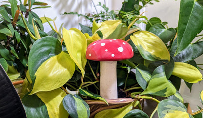 Large Mushroom Watering Spike