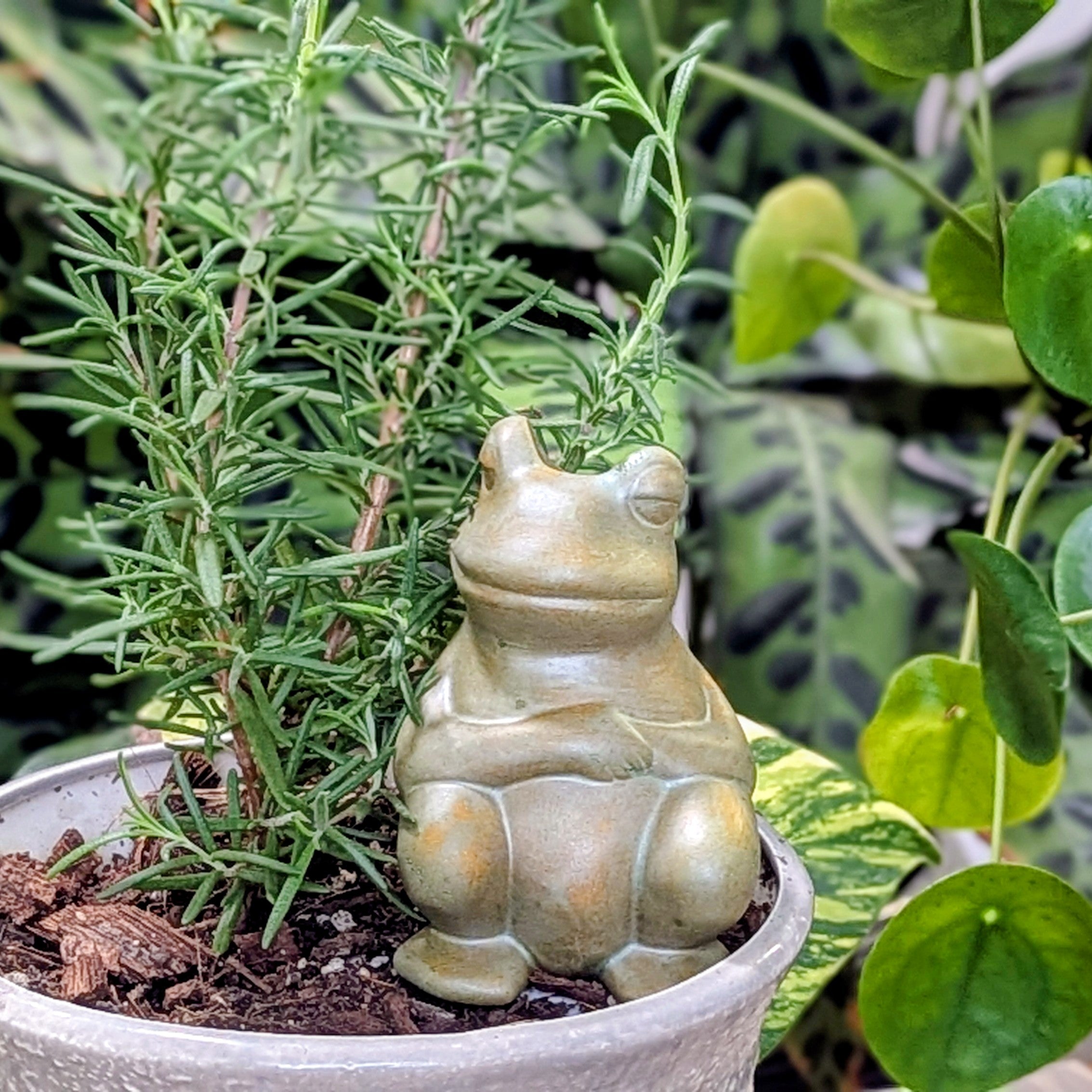 Chill Frog Plant Watering Spike - Premium Handcrafted Ceramic