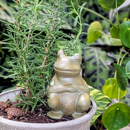 frog self watering planter Chill Frog Watering Spike Green
