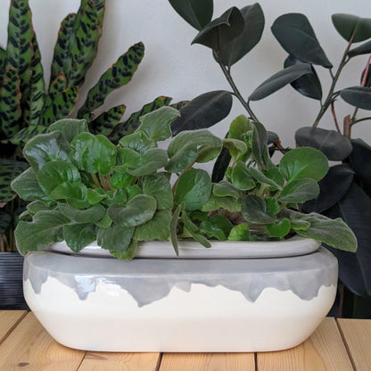 Extra Large Self Watering / African Violet Pot
