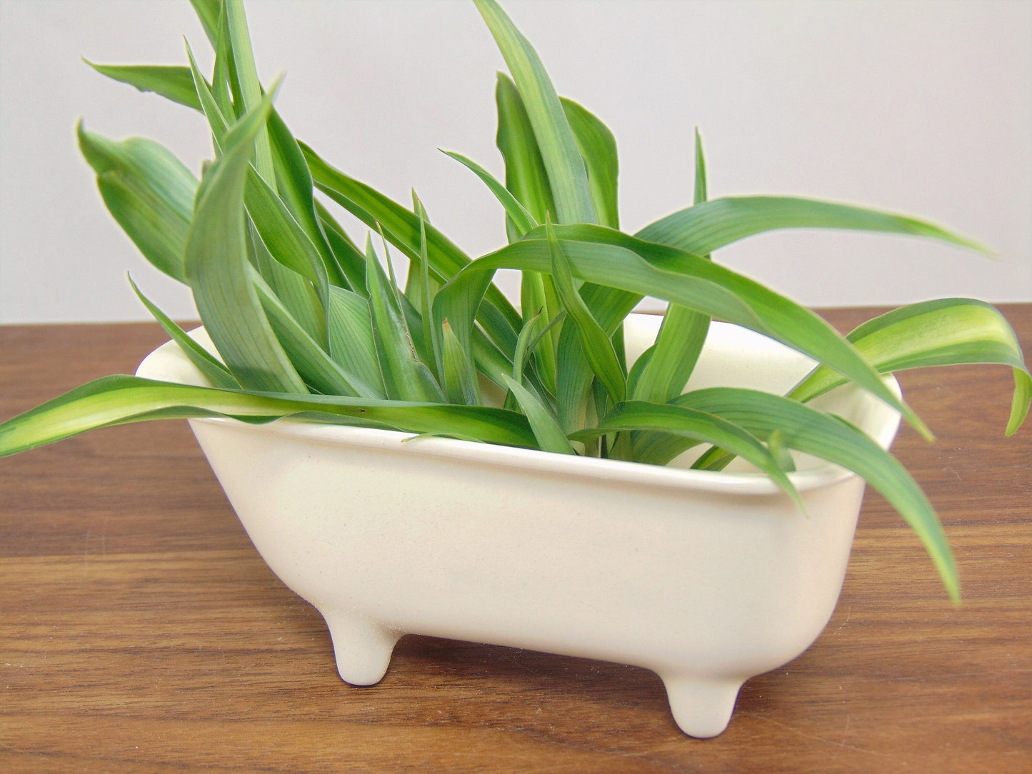 Small Bathtub Planter WITH Tile Floor Water Catch