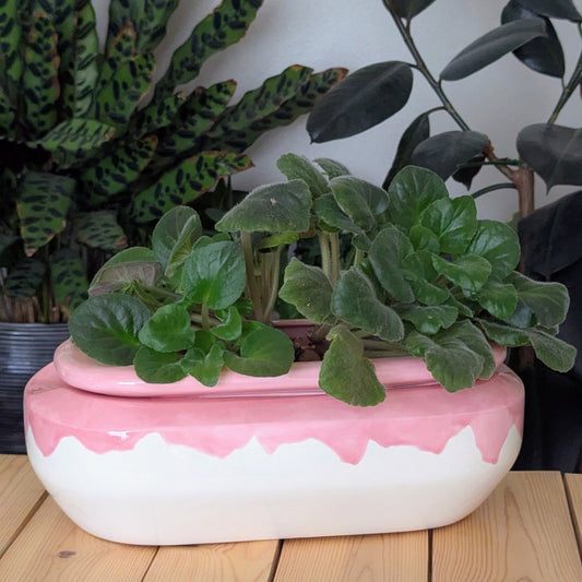 Extra Large Self Watering / African Violet Pot