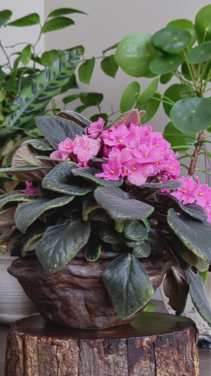 Large Natural Stone Self Watering / African Violet Pot