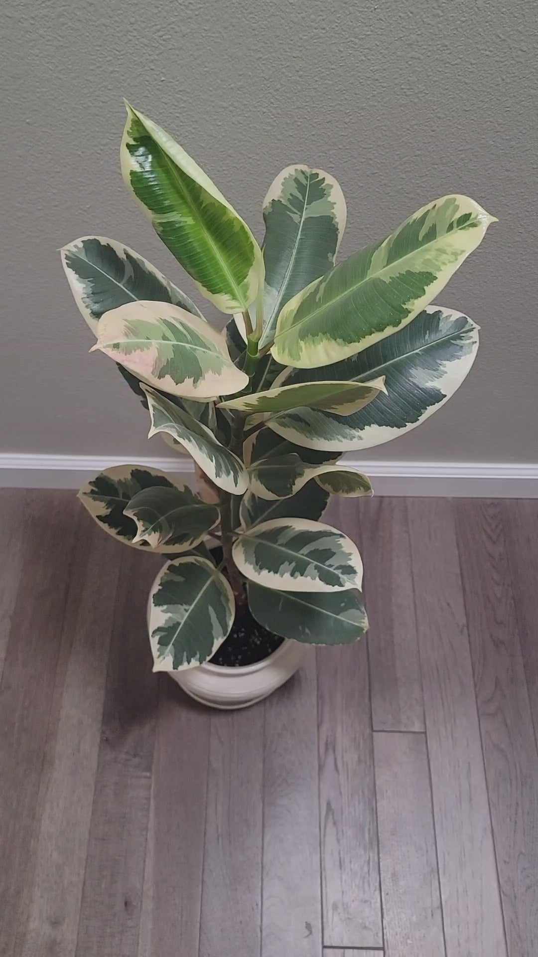 Moon Plant Watering Spike - Premium Ceramic Plant Tender - Space