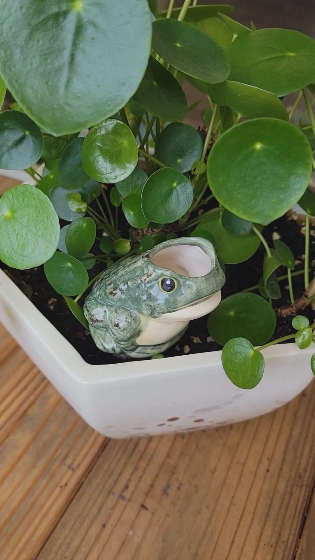 Frog Watering Spike - Premium Ceramic - Self Watering Plant Tender