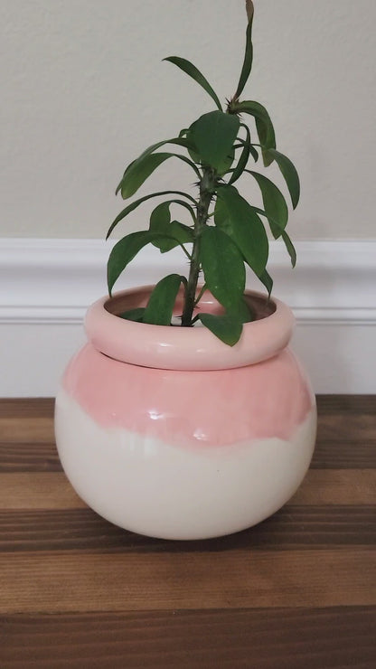 Medium Round Self Watering / African Violet Pot