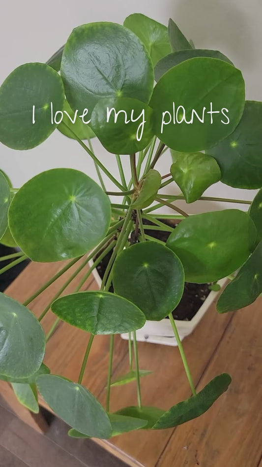 Ceramic Self-Watering Plant Spike - Astronaut Watering Spike