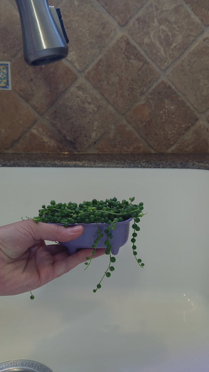 Small Bathtub Planter with Tile Floor Water Catch