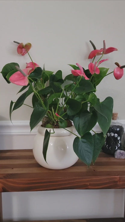 Large Round Self Watering / African Violet Pot