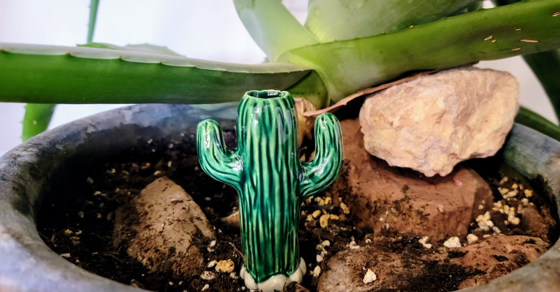 watering san pedro cactus Cactus Watering Spike