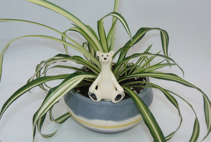 Polar Bear Plant Watering Spike
