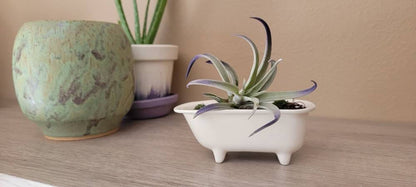 Small Bathtub Planter